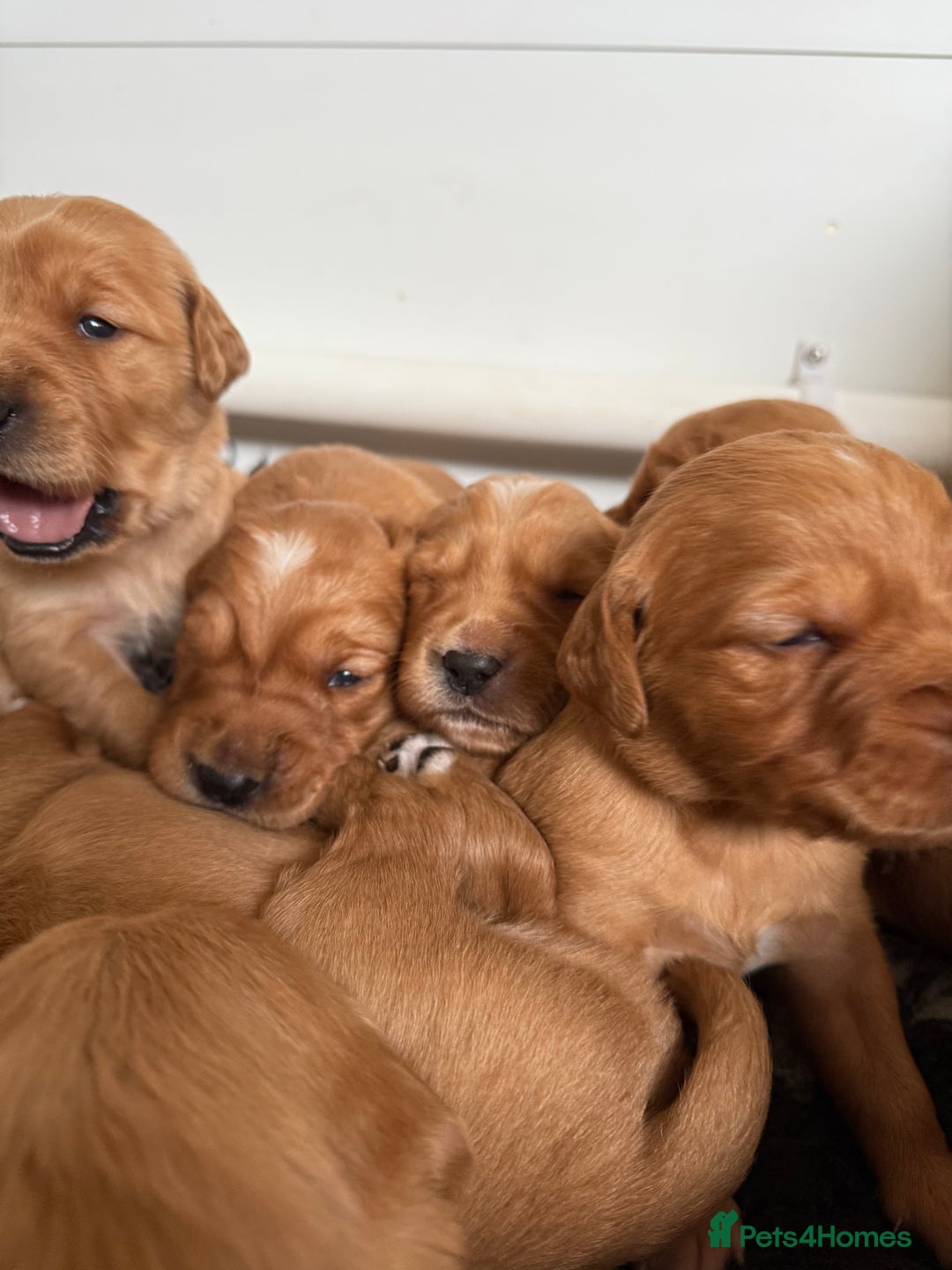 Golden Retriever dogs for sale: KC Working Golden Retriever Pups - Advert 18