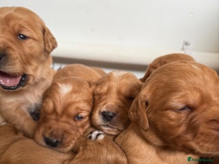 Golden Retriever dogs KC Working Golden Retriever Pups - Advert 6