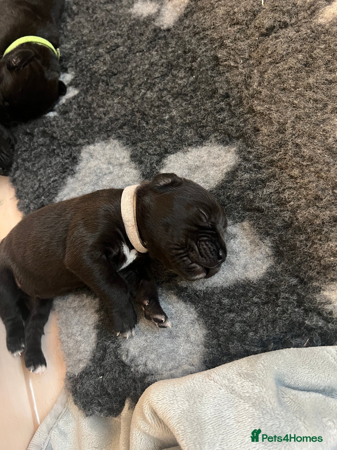 Cane Corso dogs for sale: Yuki & Aries Cane Corso Puppies  - Image 18
