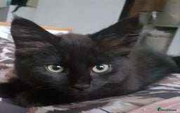 Mixed Breed cats for sale: 4 beautiful brown /black fluffy kittens for sale - Image 7