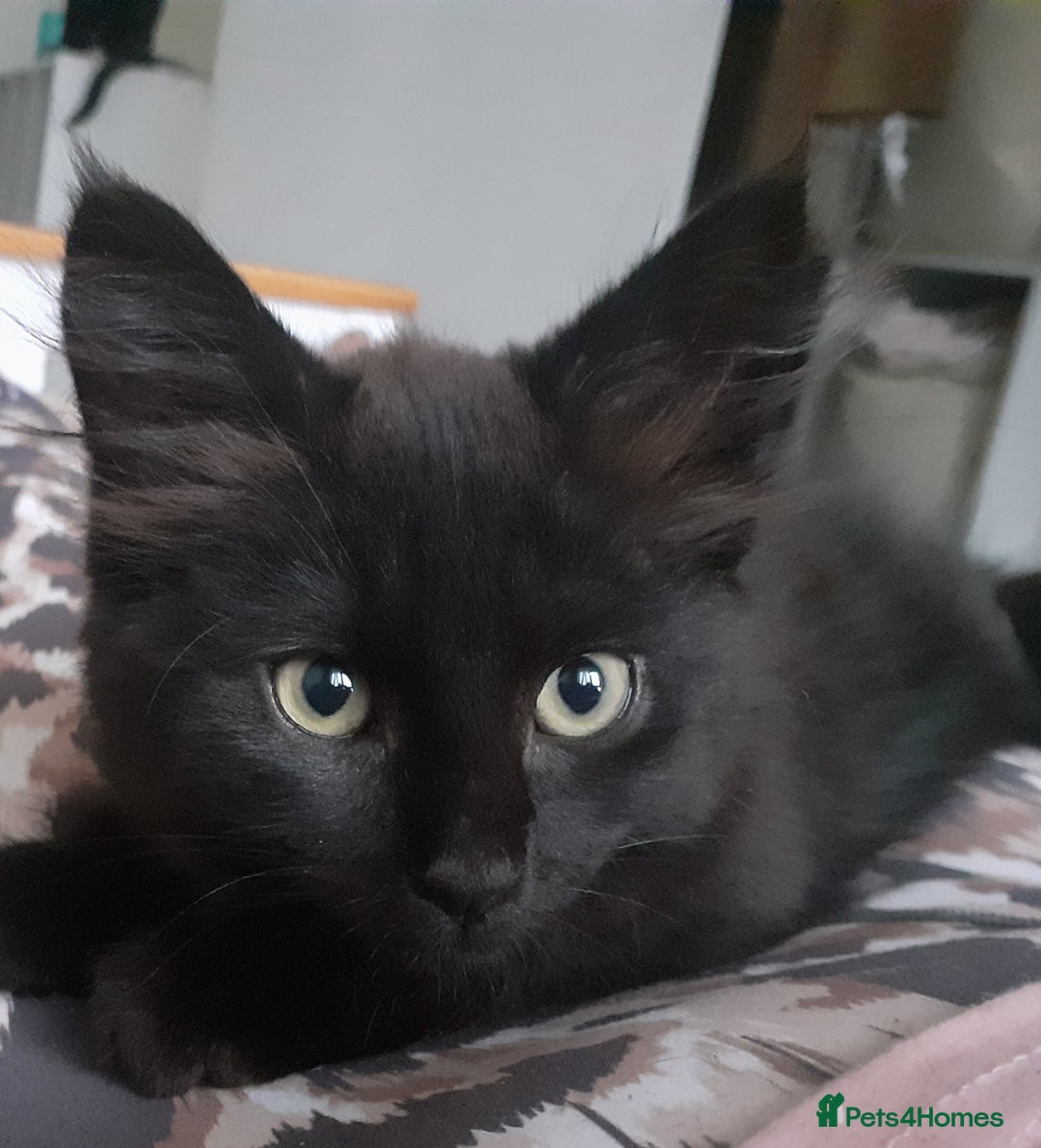 Mixed Breed cats for sale: 4 beautiful brown /black fluffy kittens for sale - Image 7