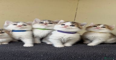British Shorthair cats - Advert 7