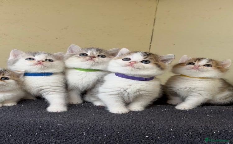 British Shorthair cats - Advert 1