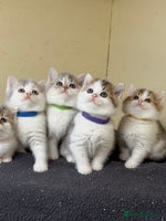 British Shorthair cats - Advert 7
