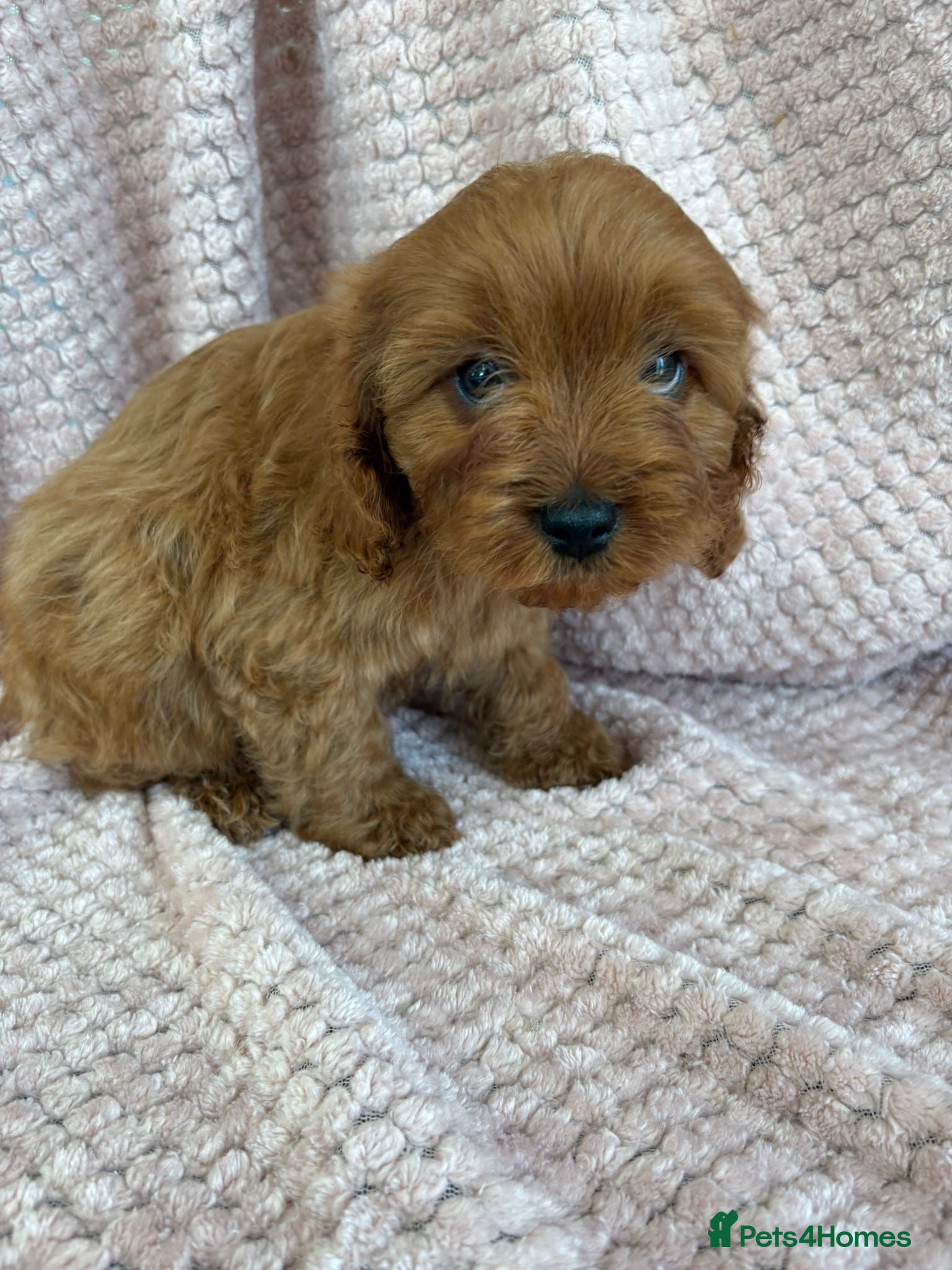 Cavapoo dogs F1 health tested Cavapoos  - Advert 2