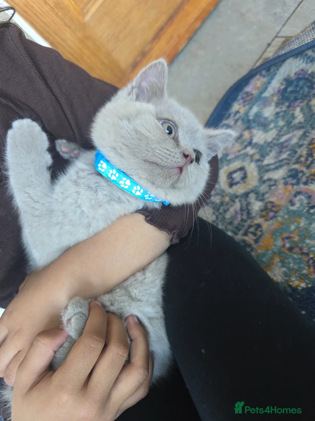 British Shorthair cats for sale: Gorgeous Arorable Lilac Boys Bristish Short Hair - Advert 19