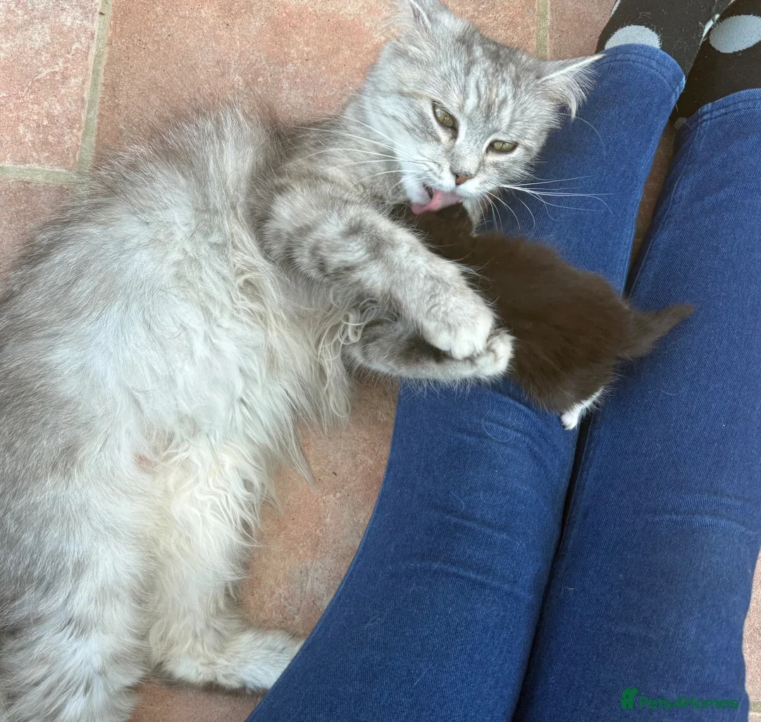 Norwegian Forest Cat cats for sale: Beautiful single tuxedo kitty girl - Advert 1