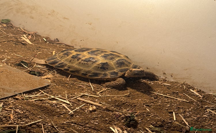 Tortoise reptiles - Advert 2