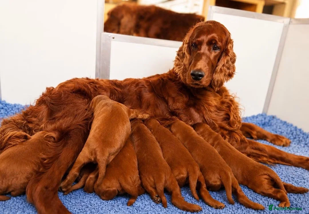 Irish Setter dogs for sale: Exceptional Irish Setter Puppy  in Highbridge - Advert 2