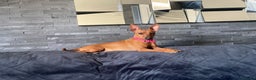 Miniature Pinscher dogs for sale: Pure 100% Miniature Pinscher-Licensed Breeder🐾❤️  - Advert 7