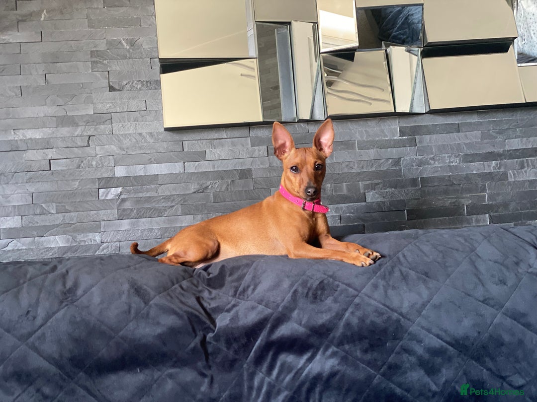Miniature Pinscher dogs for sale: Pure 100% Miniature Pinscher-Licensed Breeder🐾❤️  - Image 7