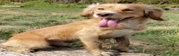Cocker Spaniel dogs for sale: Kc registered cocker spaniel pups - Advert 14