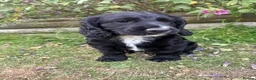 Cocker Spaniel dogs for sale: Cute cocker spaniel babies  in Newport - Advert 3