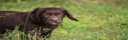 Cocker Spaniel dogs for sale: KC Reg Working Cocker Spaniels  - Advert 11