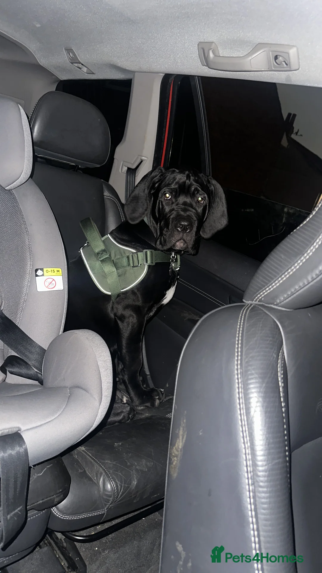 Mixed Breed dogs for sale: Cane corso/ Great Dane💓💓💖💖 - Advert 5