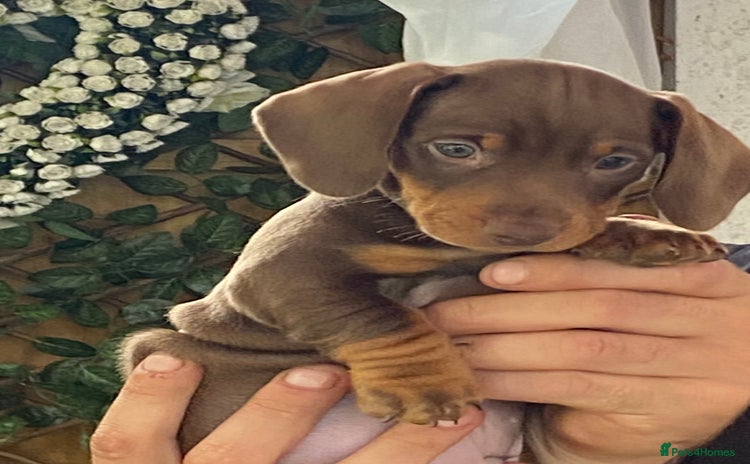 Miniature Dachshund dogs - Advert 12