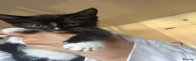 Mixed Breed 2