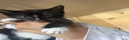 Mixed Breed cats for sale: 9 week old kittens  in London - Advert 4