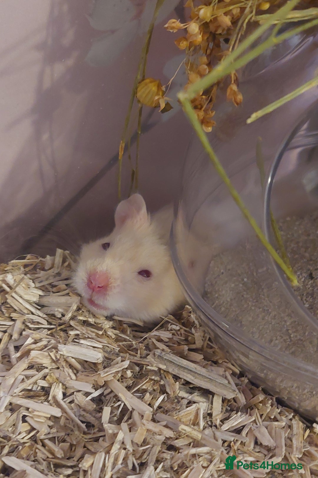 Hamster rodents for sale: Male syrian hamster  - Image 2