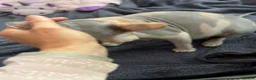 Sphynx cats for sale: TICA Registered Sphynx Girl Only-Cat Home Required - Advert 5