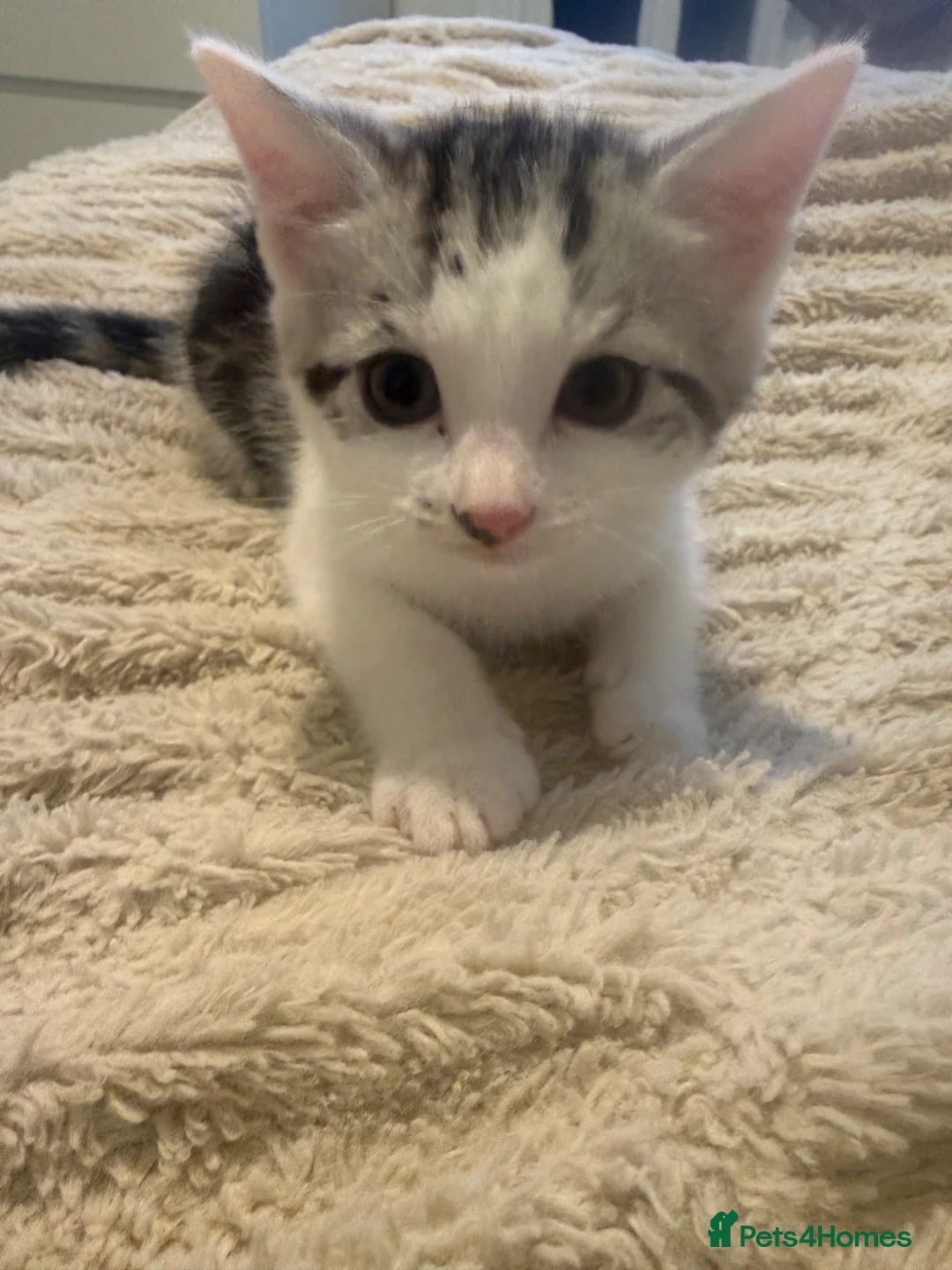 British Shorthair cats for sale: British short hair kittens - Advert 1