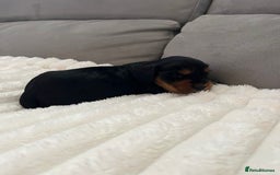 Cocker Spaniel dogs for sale: Beautiful Cocker Spaniel Puppies  - Image 12