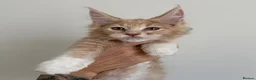 Maine Coon cats for sale: Champion line kittens 🥰 - Advert 3