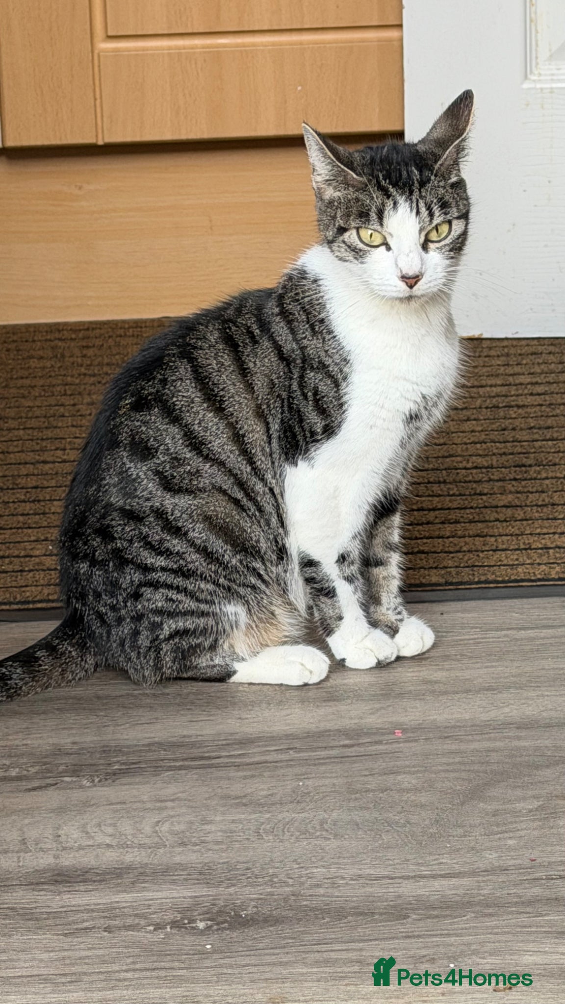 Bengal cats Bengal mix Beautiful Cat🥰 - Advert 1