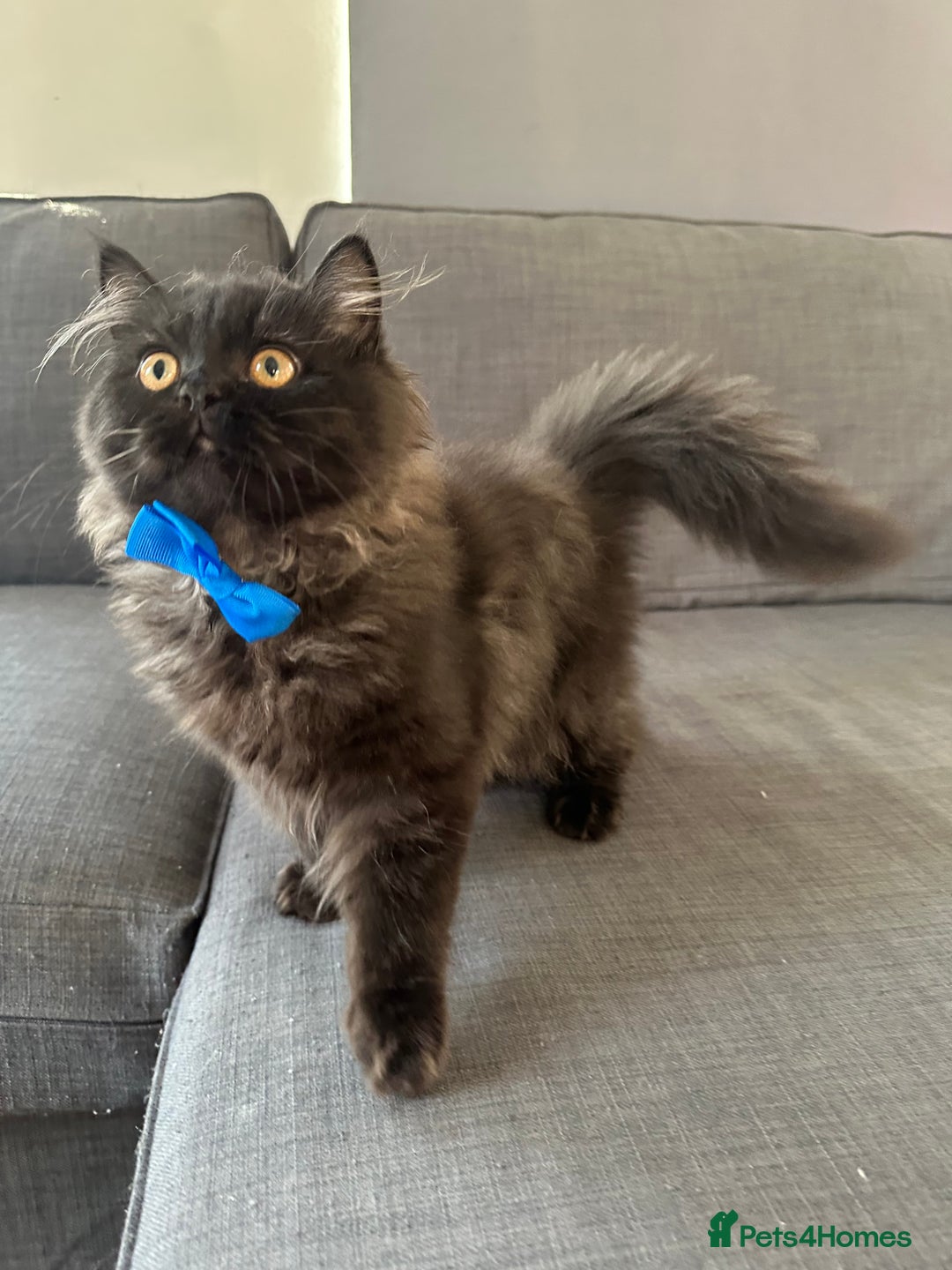 Persian cats for sale: Black Persian Gorgeous Boy  - Image 9