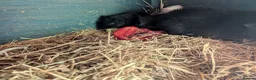 Guinea Pig rodents for sale: Friendly Baby Teddy Guinea Pigs - Advert 9