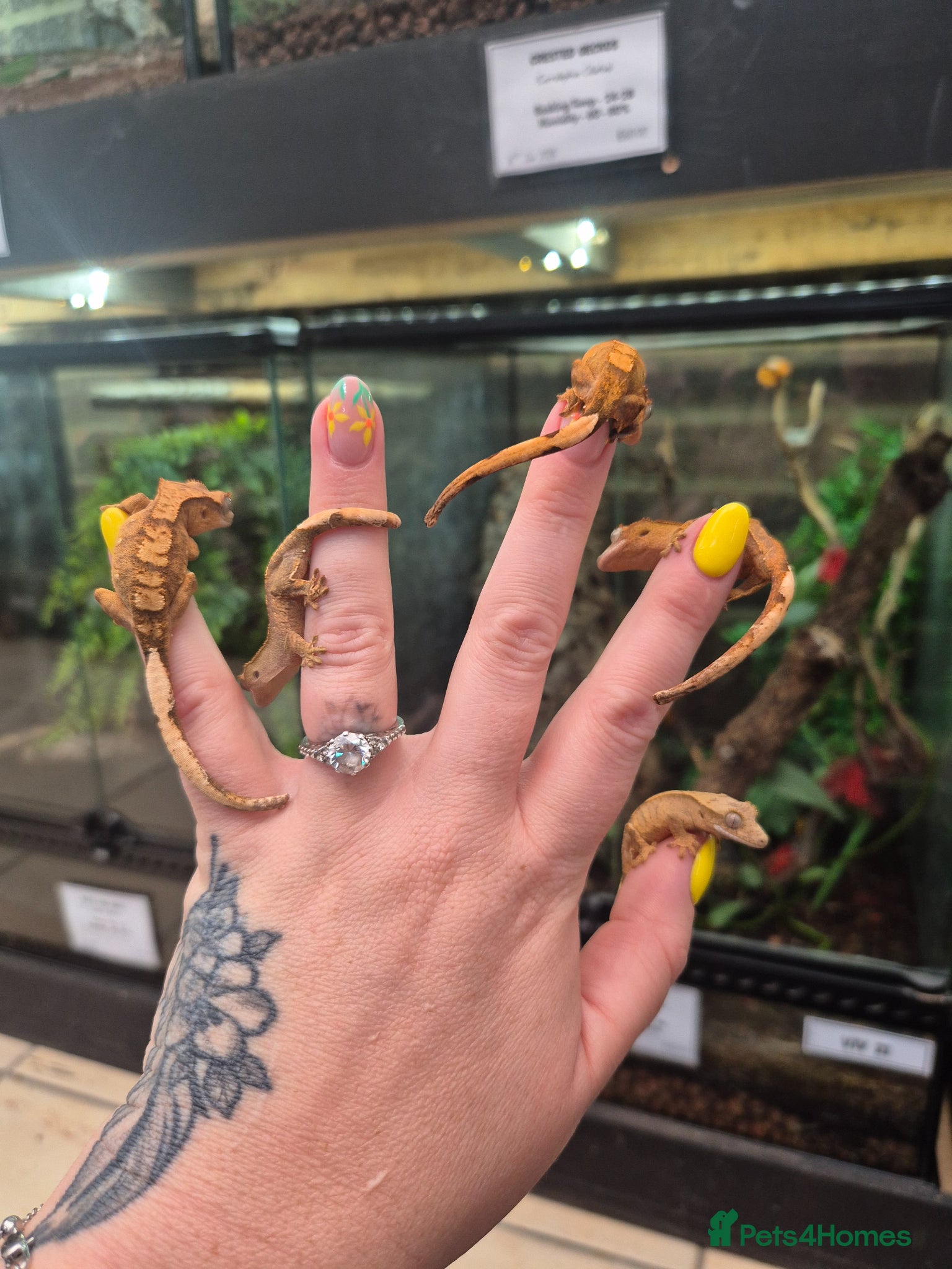 Gecko reptiles crested geckos, leopard geckos - Advert 10