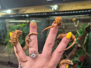 Gecko reptiles crested geckos, leopard geckos - Advert 10