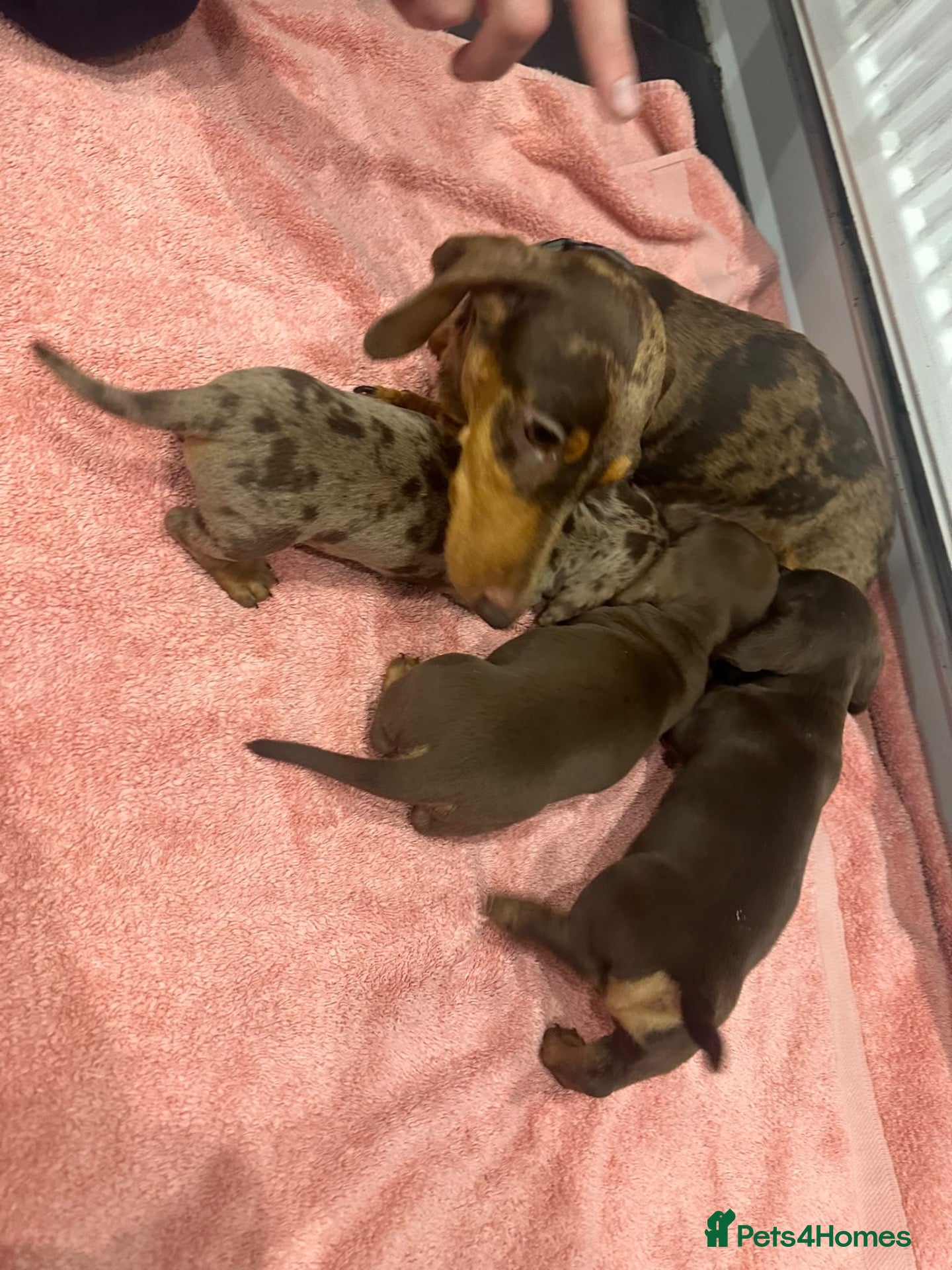 Miniature Dachshund dogs Mini dachshund pups - Advert 1