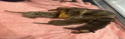 Miniature Dachshund dogs for sale: Mini dachshund pups in Larkhall - Advert 1