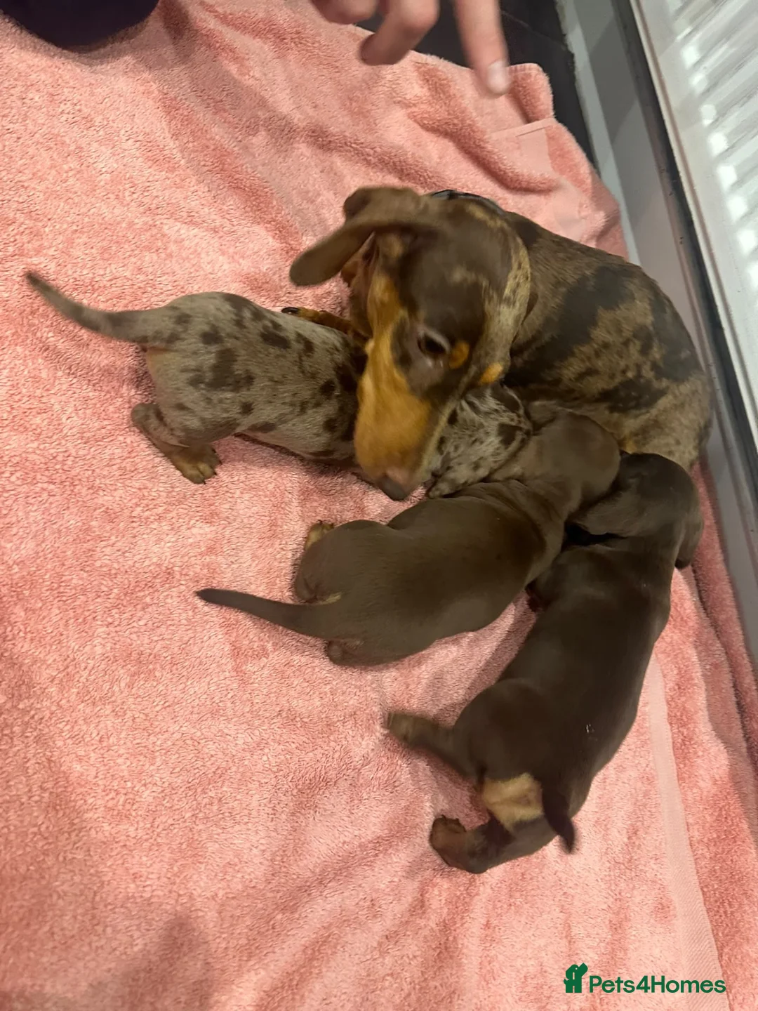 Miniature Dachshund dogs for sale: Mini dachshund pups in Larkhall - Advert 1