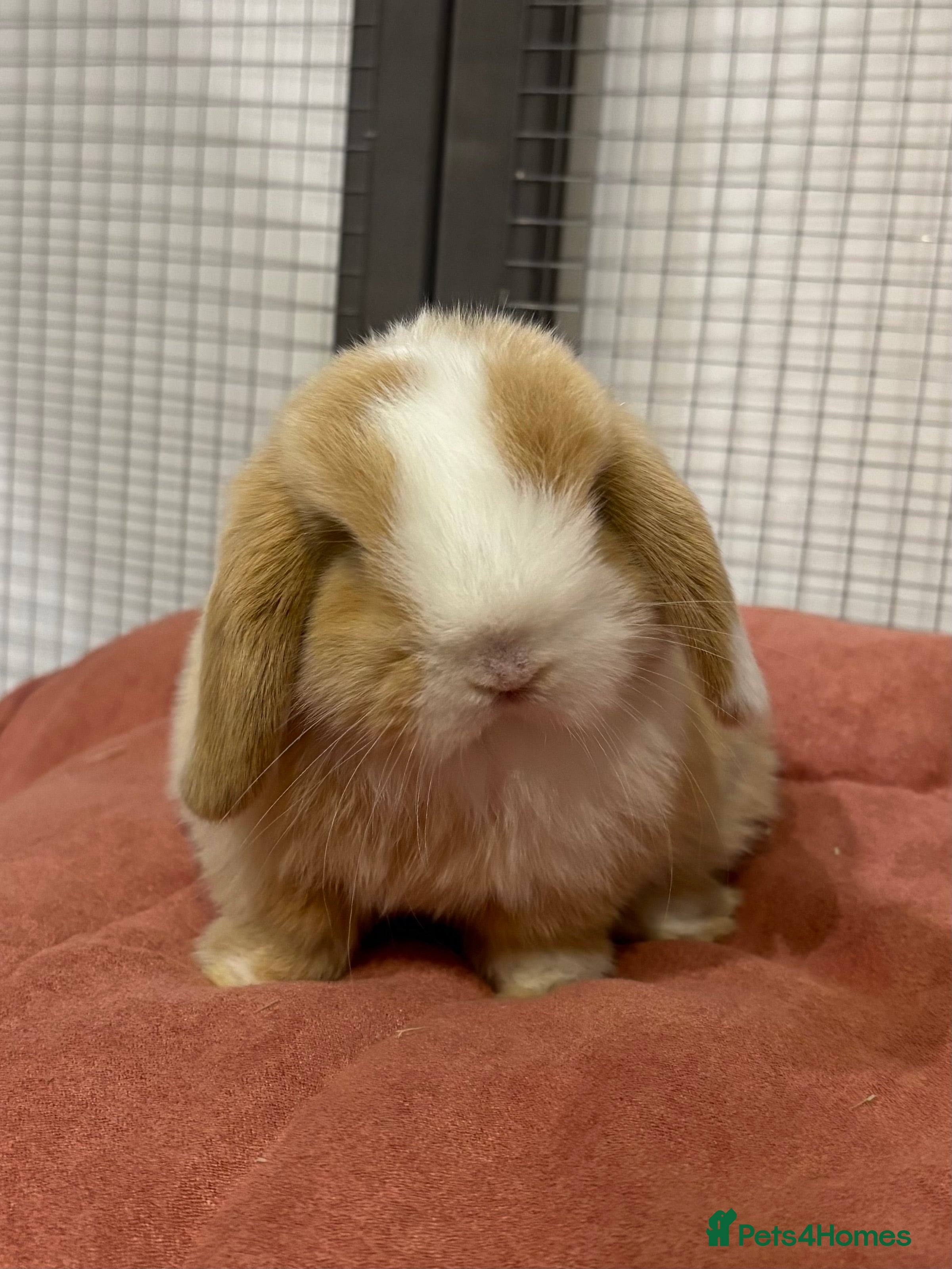 Mini Lop rabbits Pure mini lop babies - Advert 4