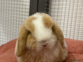 Mini Lop rabbits Pure mini lop babies - Advert 3