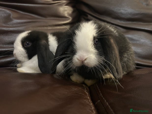 Mini Lop rabbits Lovely baby minilops for sale - Advert 14