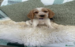 Cocker Spaniel dogs for sale: KC Registered Show Type Cocker Spaniels - Image 3