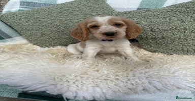 Cocker Spaniel dogs - Advert 11