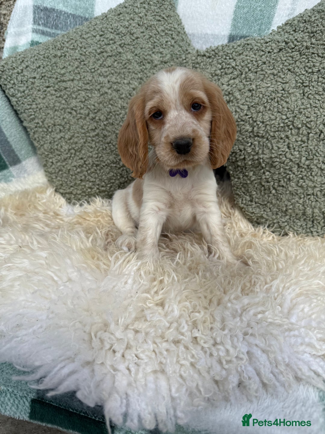 Cocker Spaniel dogs for sale: KC Registered Show Type Cocker Spaniels - Image 3