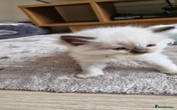 Ragdoll cats for sale: 🐾 Gorgeous Ragdoll Kittens.Ready 22nd December 🐾 - Image 28