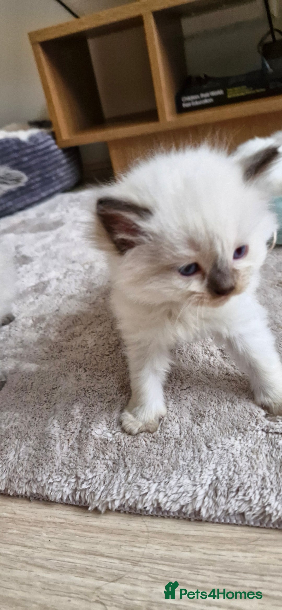 Ragdoll cats for sale: 🐾 Gorgeous Ragdoll Kittens.Ready 22nd December 🐾 - Image 28