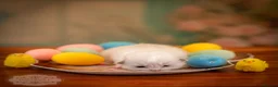 Ragdoll cats for sale: Ragdoll Kitten Girl ZPAE Champion 94% Purity! - Advert 6