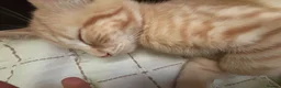 British Shorthair cats for sale: Mbappe  in Birmingham - Advert 8