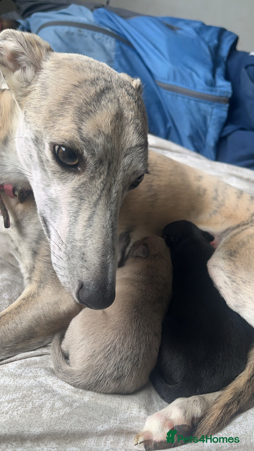 Whippet dogs for sale: 2 Whippet Pups one male one female - Image 7