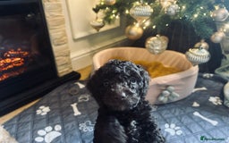 Cockapoo dogs for sale: Cockapoos ready 22.11 1 boy and 2 girls left💙🩷🩷 - Advert 23