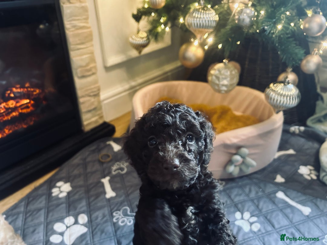 Cockapoo dogs for sale: Cockapoos ready 22.11 1 boy and 2 girls left💙🩷🩷 - Advert 23