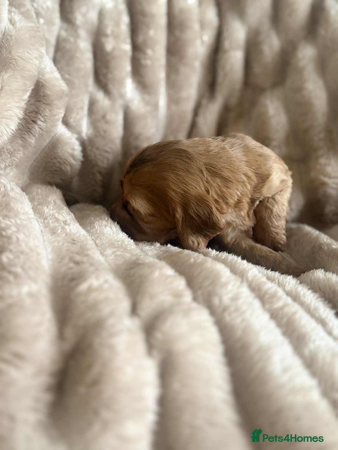 Cockapoo dogs for sale: Cockapoo F1B STUNNING COLOURS 4 available - Advert 17