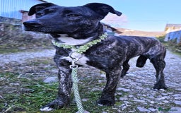 Mixed Breed dogs for adoption: A Beautiful and Gentle Girl - for a Loving Home - Image 9